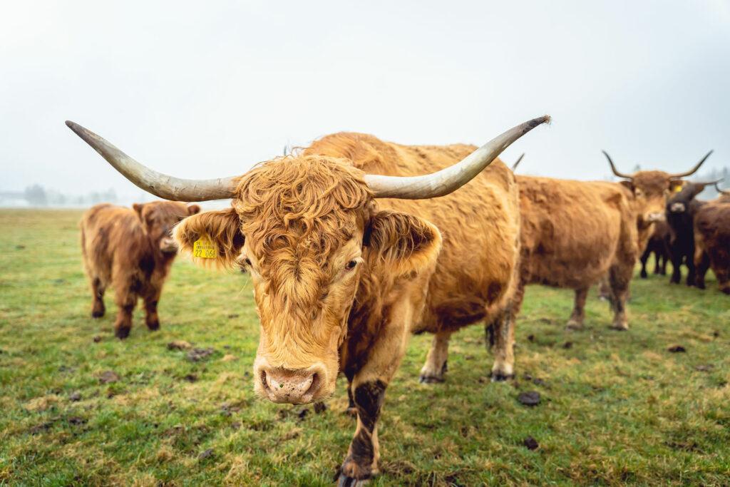 Scottish Highland Rinder auf der Weide im Pfrunger-Burgweiler Ried