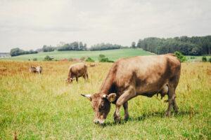 TWS_Landwirtschaft_Titel