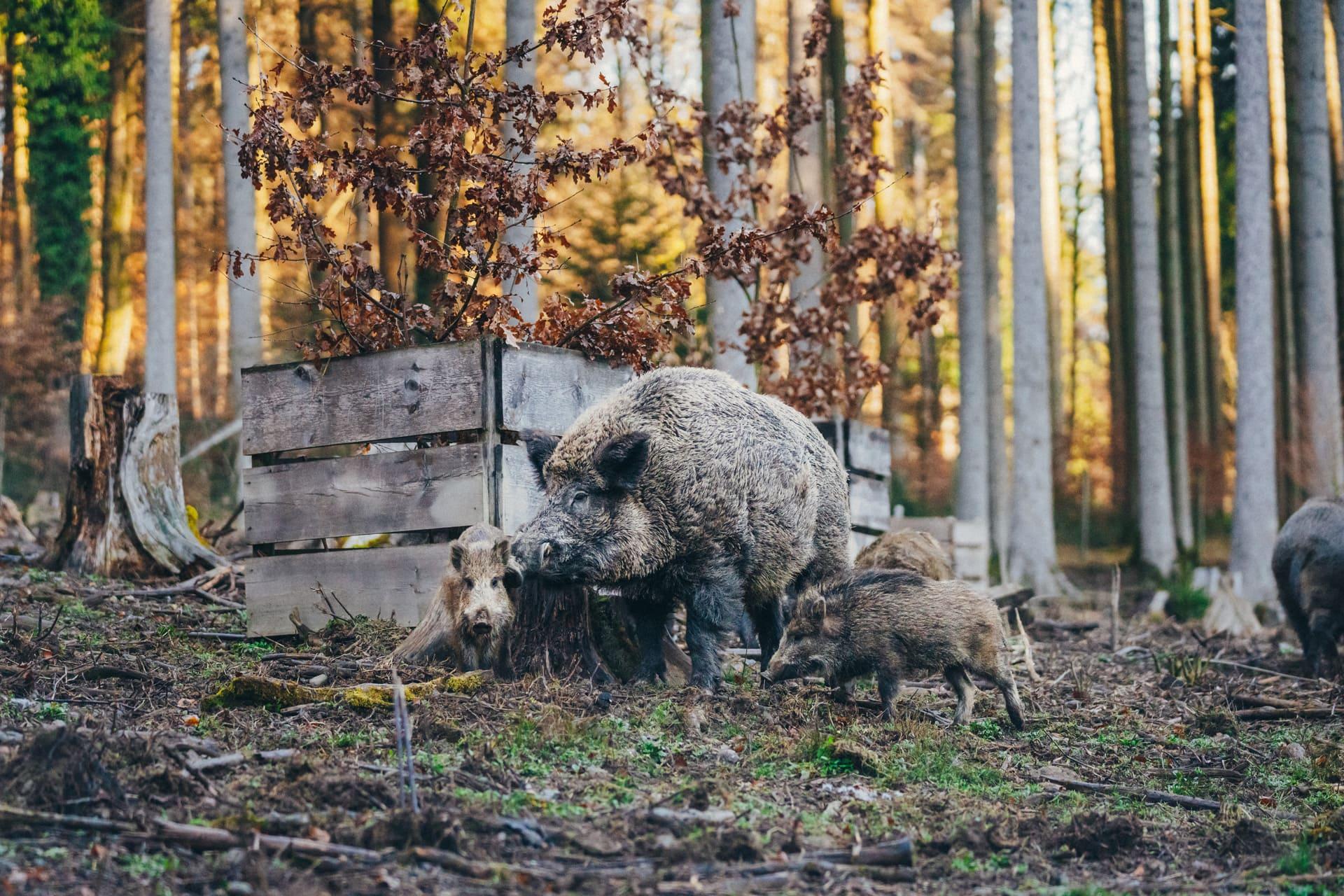 Wild01_©donailinger